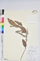 尖基木藜蘆藏品圖，第1張