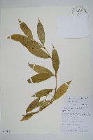 長序鏈珠藤藏品圖，第1張