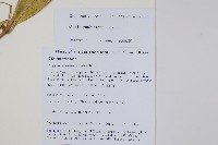 長序鏈珠藤藏品圖，第2張