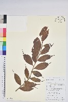 尾葉越橘藏品圖，第1張