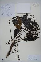 登錄號:S106401藏品圖，第1張