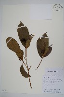 登錄號:S106402藏品圖，第1張