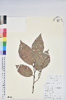 團葉南燭藏品圖，第1張