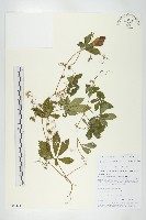 長葉絞股藍藏品圖，第1張