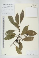 登錄號:S106429藏品圖，第1張