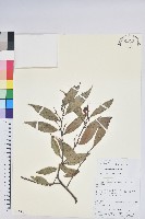 登錄號:S106430藏品圖，第1張