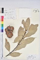 厚葉柯藏品圖，第1張