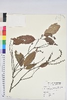 臺灣苦櫧藏品圖，第1張