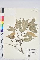 臺灣苦櫧藏品圖，第1張