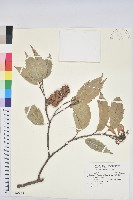 臺灣苦櫧藏品圖，第1張