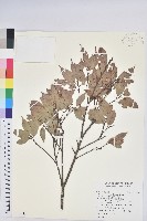 長尾栲、長尾柯、長尾尖葉櫧藏品圖，第1張