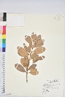 嶺南青剛櫟、嶺南椆藏品圖，第1張