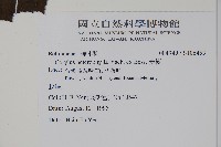 榛樹藏品圖，第2張