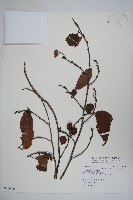 臺灣赤楊、臺灣榿木藏品圖，第1張