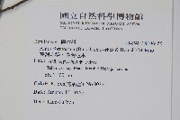 臺灣赤楊、臺灣榿木藏品圖，第2張