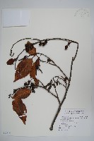 臺灣赤楊、臺灣榿木藏品圖，第1張