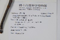 臺灣赤楊、臺灣榿木藏品圖，第2張