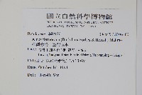 臺灣赤楊、臺灣榿木藏品圖，第2張