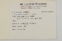木麻黃藏品圖，第2張