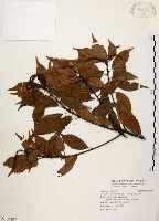 油葉石櫟藏品圖，第1張