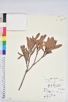 柳葉石櫟藏品圖，第1張