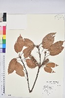 短尾葉石櫟、嶺南柯`東南石櫟藏品圖，第1張