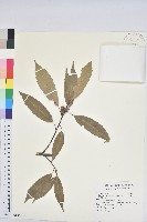 青剛櫟、鐵椆藏品圖，第1張