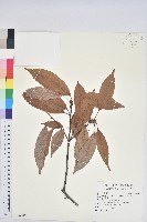 青剛櫟、鐵椆藏品圖，第1張