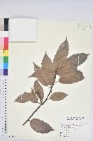 青剛櫟、鐵椆藏品圖，第1張