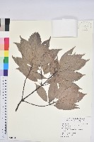 青剛櫟、鐵椆藏品圖，第1張