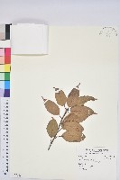 赤柯、赤椆、森氏櫟藏品圖，第1張