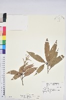 三斗石櫟藏品圖，第1張