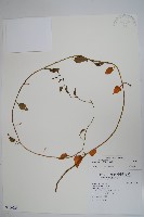 落葵藏品圖，第1張