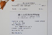 落葵藏品圖，第2張