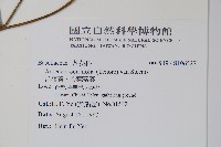 洋落葵、心葉落葵藏品圖，第2張