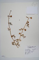 假海馬齒藏品圖，第1張