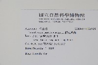 假海馬齒藏品圖，第2張