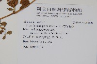 假海馬齒藏品圖，第2張