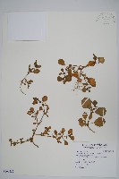 假海馬齒藏品圖，第1張