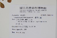 假海馬齒藏品圖，第2張