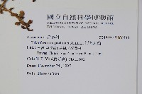 假海馬齒藏品圖，第2張