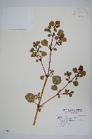 假海馬齒藏品圖，第1張