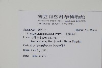 假海馬齒藏品圖，第2張