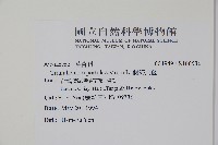 假海馬齒藏品圖，第2張