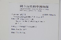 番杏藏品圖，第2張