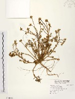 毛馬齒莧藏品圖，第1張