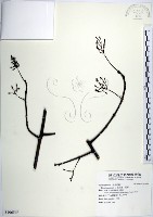 腺果藤、刺藤藏品圖，第1張