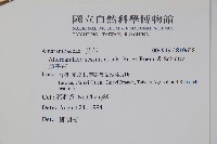 蓮子草藏品圖，第2張