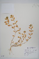 蓮子草藏品圖，第1張