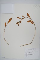 空心蓮子草藏品圖，第1張